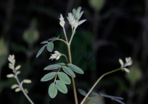 Astragalus Mongolicus Budding Top Of 3rd Year Plant 300x210