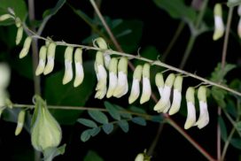 Astragalus Mongolicus Inforescence Of 3rd Year 1 272x182