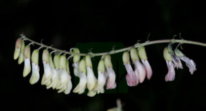 Astragalus Mongolicus Inforescence Of 3rd Year 768x418