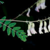 Astragalus Mongolicus Inforescence With Leaf Of 3rd Year 100x100