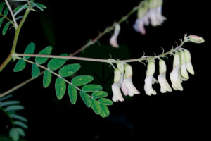 Astragalus Mongolicus Inforescence With Leaf Of 3rd Year E1668962033970 300x200