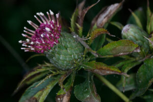 Atractylodes Macrocephela 2nd Year Flower