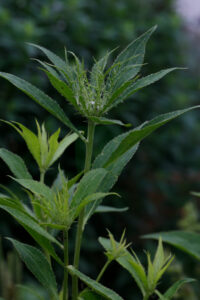 Atractylodes Macrocephela 2nd Year Flower Bud 2