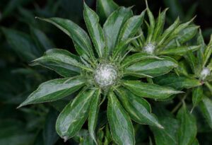 Atractylodes Macrocephela 2nd Year Flower Bud 3