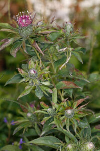 Atractylodes Macrocephela 2nd Year Flowering Plant