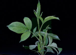 Atractylodes Macrocephela 2nd Year Spring Sprout 1