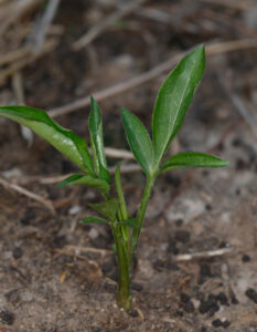 Atractylodes Macrocephela 2nd Year Spring Sprout