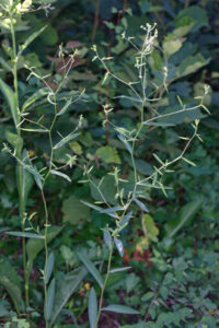 Bupleurum Chinensis 1
