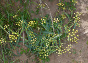 Bupleurum Chinensis 2