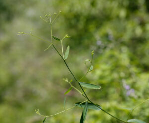 Bupleurum Chinensis