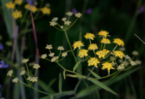 Bupleurum Chinensis Inflorescence 1