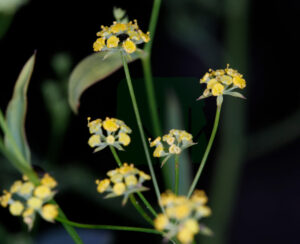 Bupleurum Chinensis Inflorescence