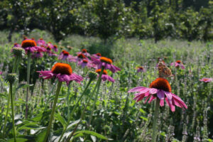 Echinacea Purpurea 1