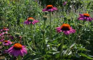 Echinacea Purpurea 2
