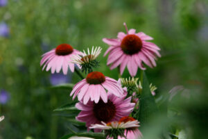 Echinacea Purpurea