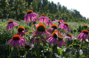 Echinacea Purpurea 3