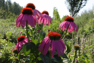 Echinacea Purpurea 4