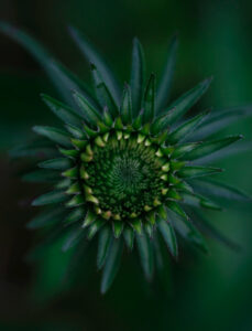 Echinacea Purpurea Flower Bud