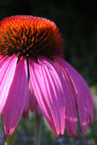 Echinacea Purpurea Inflorescence 1