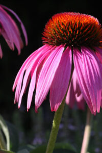 Echinacea Purpurea Inflorescence 2