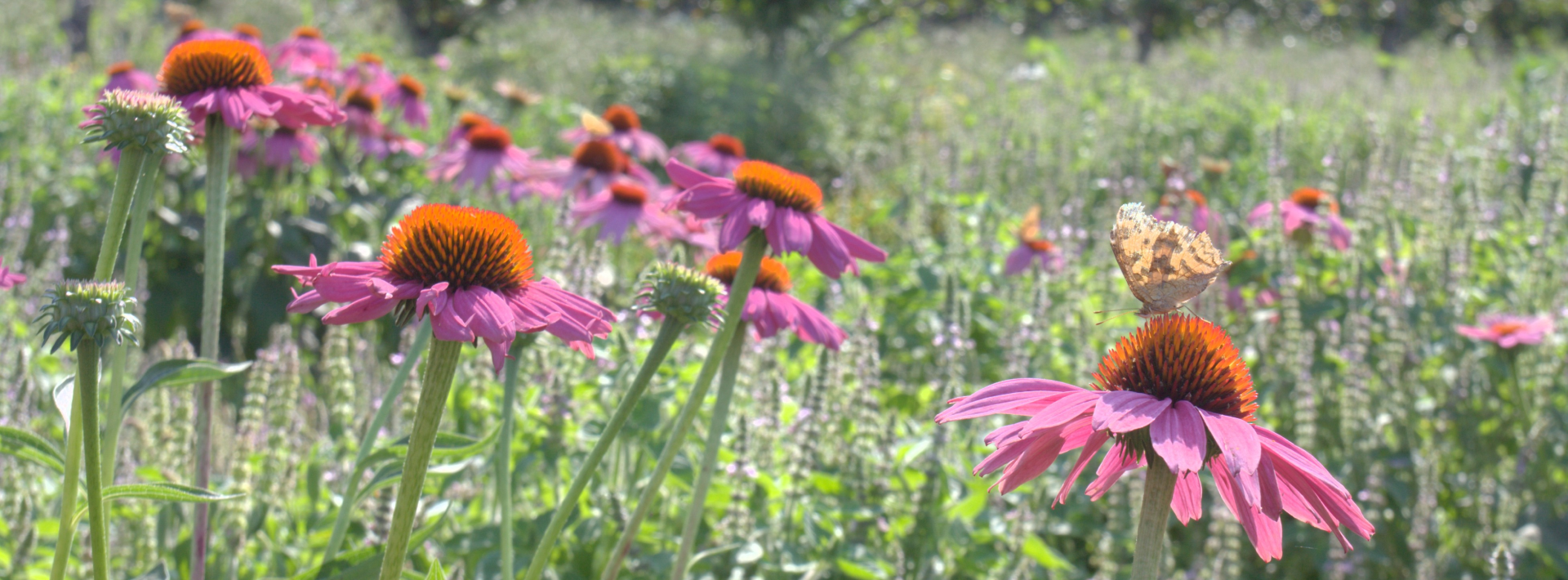 Home Herbalist Course