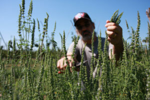 Medicinal Plants and Seeds