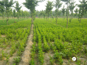 Chinese herbs; Growing Chinese Herbs