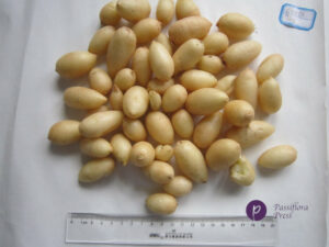19 绿丝郁金洗净
