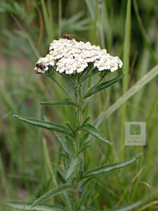 Achillea Alpina 1