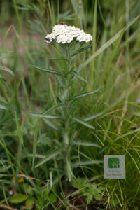 Achillea Alpina