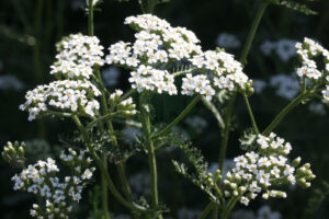 Achillea Millifolium Flowers 1.JPG.JPG