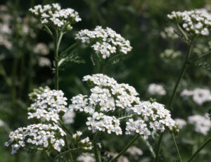 Achillea Millifolium Flowers.JPG.JPG