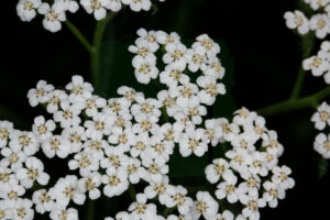 Achillea Millifolium Inflorescence.JPG.JPG