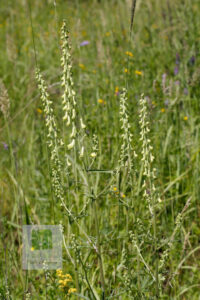 Aconitum Barbatum Var Puberulum 1