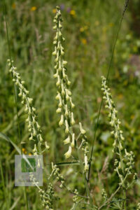 Aconitum Barbatum Var Puberulum 2