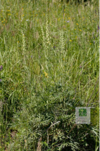 Aconitum Barbatum Var Puberulum