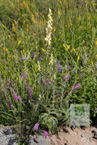 Aconitum Barbatum Var Puberulum 3