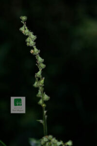 Agrimonia Pilosa 3 600x900