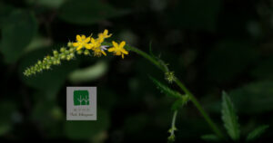 Agrimonia Pilosa