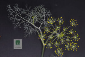 Anethum Graveolens