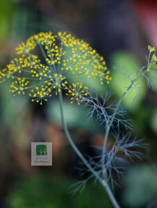 Anethum Graveolens 2
