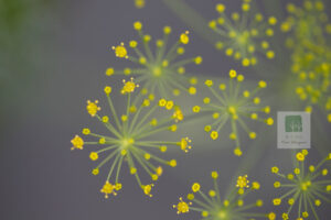 Anethum Graveolens Flowers