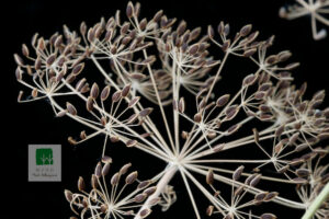Anethum Graveolens Fruiting Inflorescence