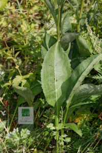 Aster Tataricus Leaf Blade