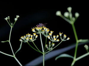 Bupleurum Chinensis 北柴胡 4 768x571