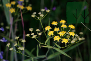 Bupleurum Chinensis 北柴胡 Flower