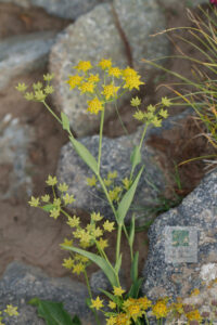 Bupleurum Smithii