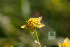 Bupleurum Smithii Inflorescence