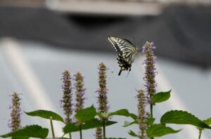 Anise Hyssop (Agastache foeniculum) SEEDS
