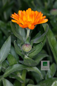 Calendula Officinalis 1